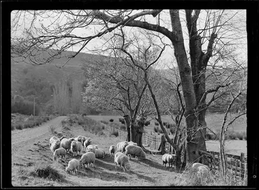 Image: Sheep grazing beside road, Raorikia