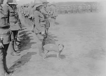 Image: Sergeant Paddy