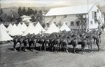 Image: Horses at remount depot, Upper Hutt : digital image