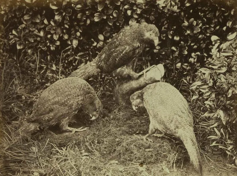 Photograph: Three Kakapo