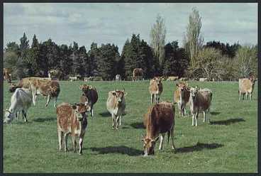 Image: Dairy cattle, Waikato