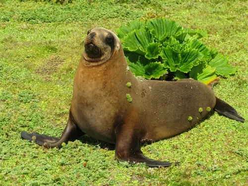 New Zealand Sea Lion