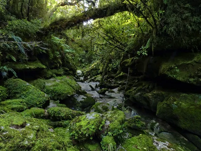 Cave Creek 20 years on ~ Remembering A Tragedy
