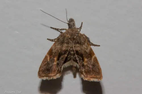 Asterivora colpota