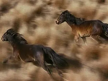 Image: Wild Horse Wild Country