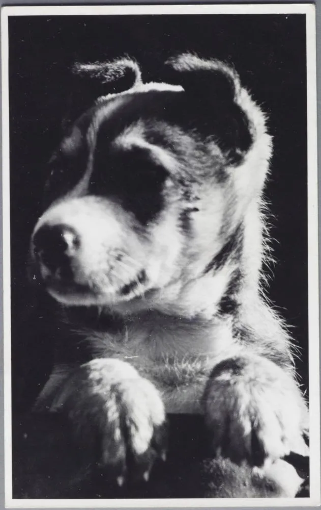 Puppy looking over fence