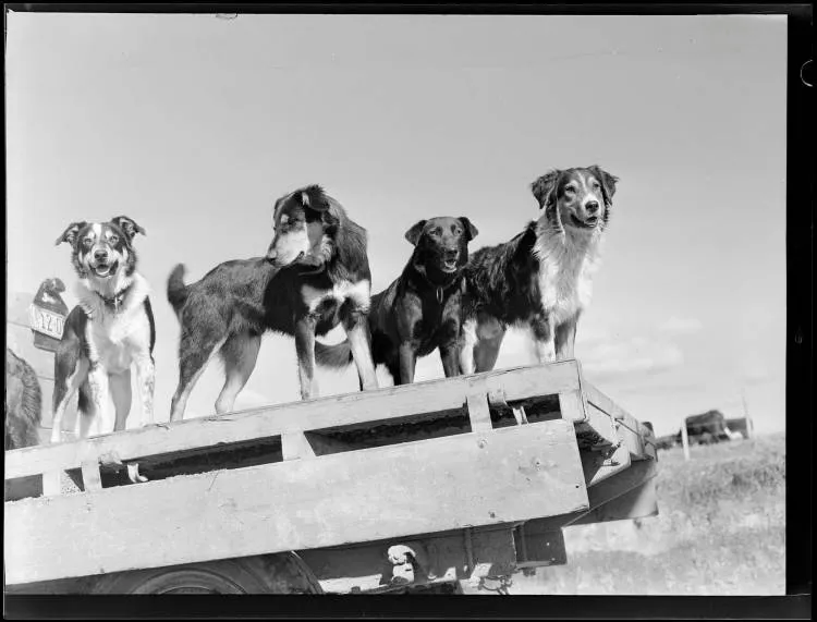 Dogs on a ute, Rotorua, 1950