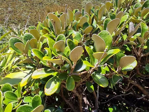 Brachyglottis bidwillii