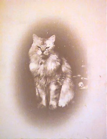 Image: Supercilious cat