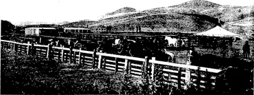 Image: GENERAL VIEW OF MESSRS DONALD REID AND CO.'S TAIERI SALEYARDS, ALLANTON (Otago Witness, 18 May 1904)