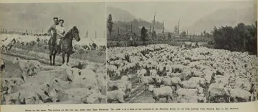 Image: Sheep on the move on the East Coast