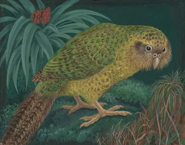 Image: Eileen Mayo - Kākāpō