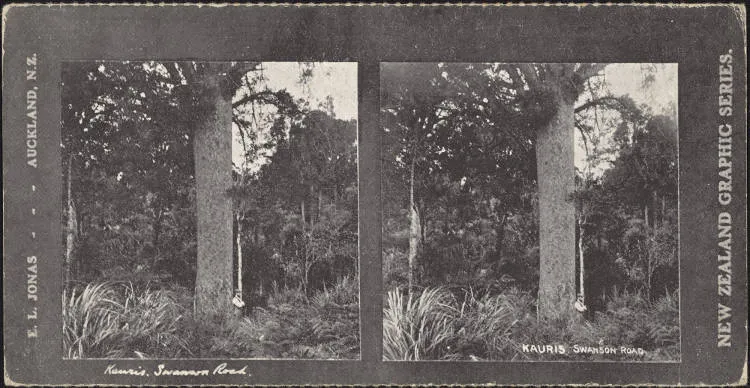 Kauris, Swanson Road