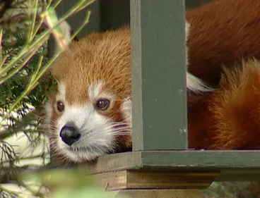 Image: The Best of The Zoo  