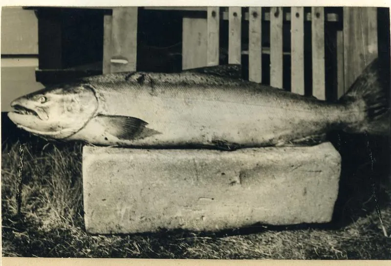 33 pound Chinook Salmon [Quinnat Salmon]