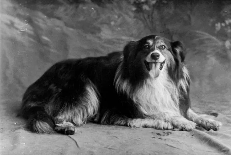 Miss Gunson's dog, 1910