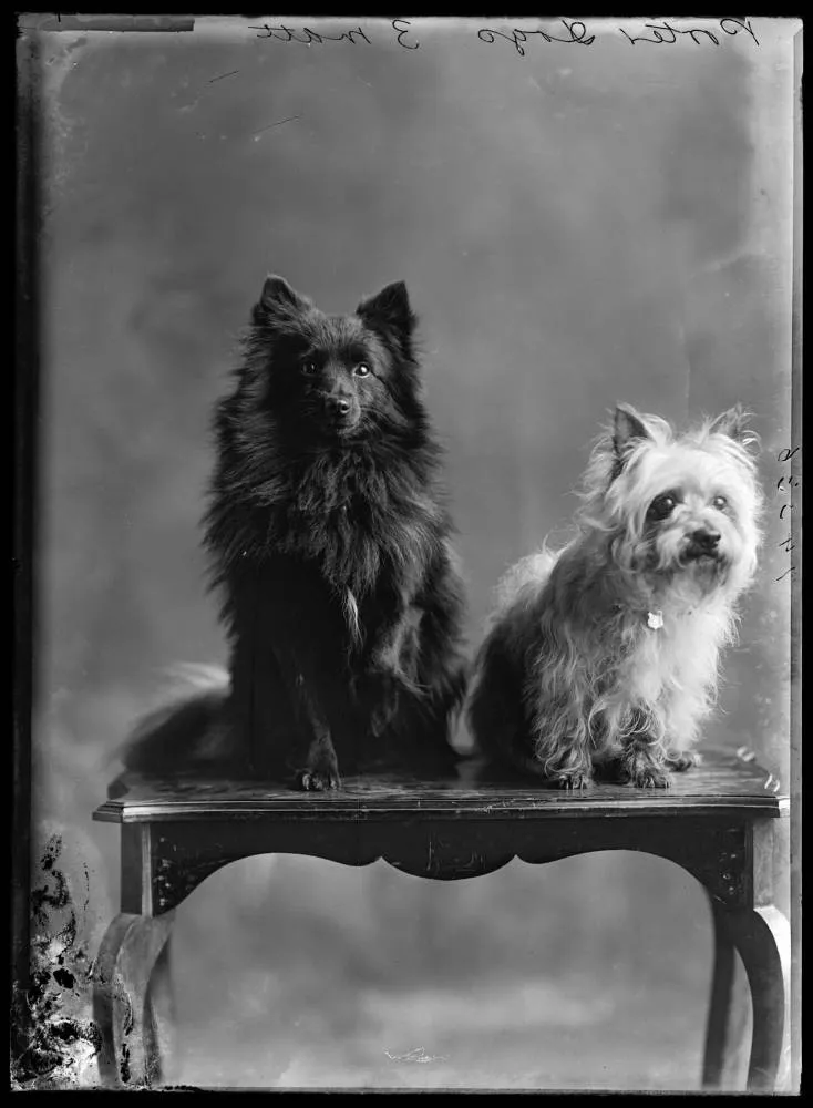 Porter dogs, 1913