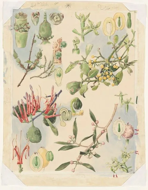 Untitled [Plate of New Zealand mistletoe species]