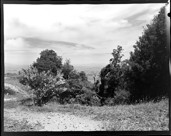 Looking across trees to the distant plains, Kaimai highway near Tauranga