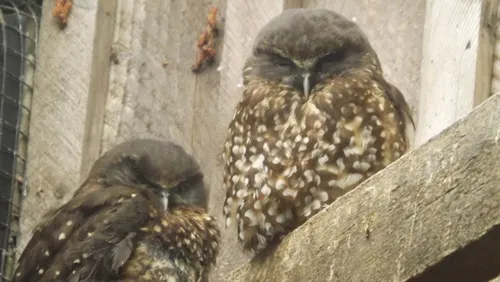Morepork