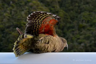 Image: Roof Surfing Kea, Arthurs Pass, NZ