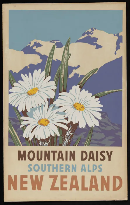 Artist unknown :Mountain daisy, Southern Alps, New Zealand. [ca 1950]