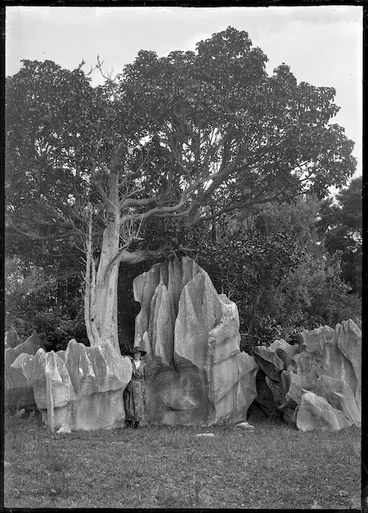 Image: Tree beside a weathered limestone rock at Kamo, 1923