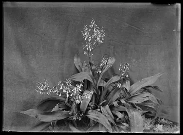 Image: Nature Studies - 1929