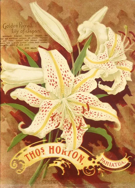 Thomas Horton Ltd :Thos. Horton Pahiatua. Golden rayed lily of Japan. C M Banks Ltd, Wellington [ca 1905].