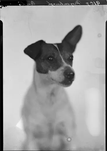 Image: Mayenburgh, Dog