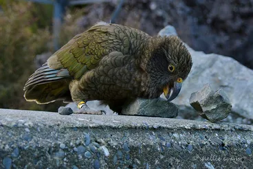 Image: Curious Kea, Arthurs Pass, NZ