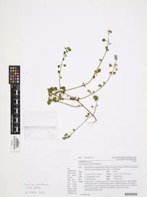 Teucridium parvifolium