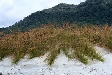 Image: Plants of the sand dunes