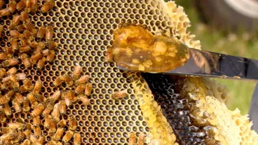 Image: Rural Delivery - Series Nine, Episode Four