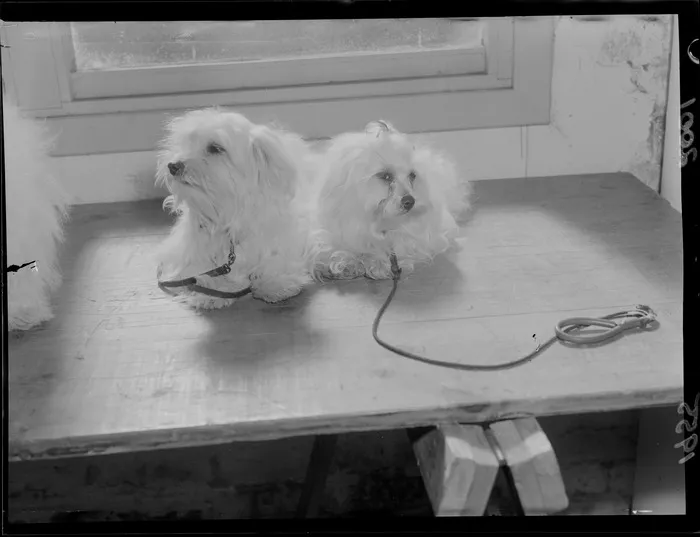Poodles participating in the Dog Show at the Wool Store in Wellington