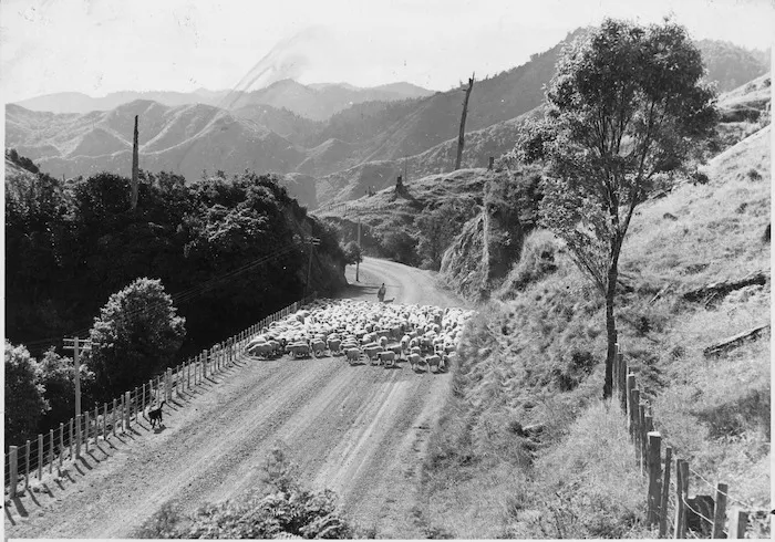 Droving sheep, Waioeka Gorge