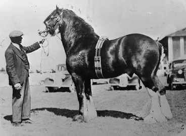 Image: Craigie Crest