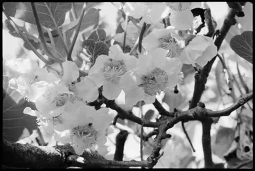 Image: Chinese Gooseberries - blossoms
