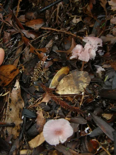 Gliophorus versicolor
