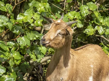 Image: Domestic Goat