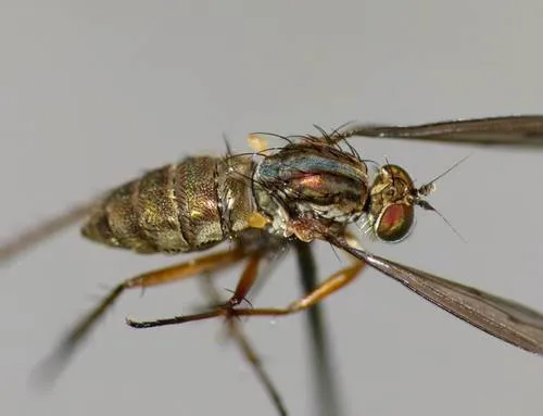 Tetrachaetus bipunctatus
