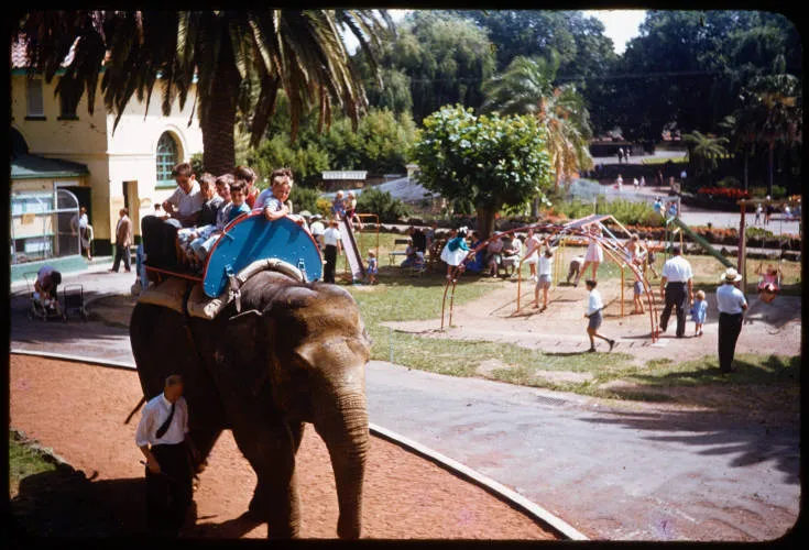 The elephant Jamuna, Auckland Zoo, 1950s