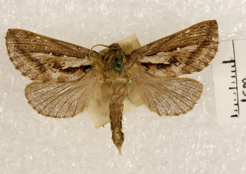 Moth, Hepialidae