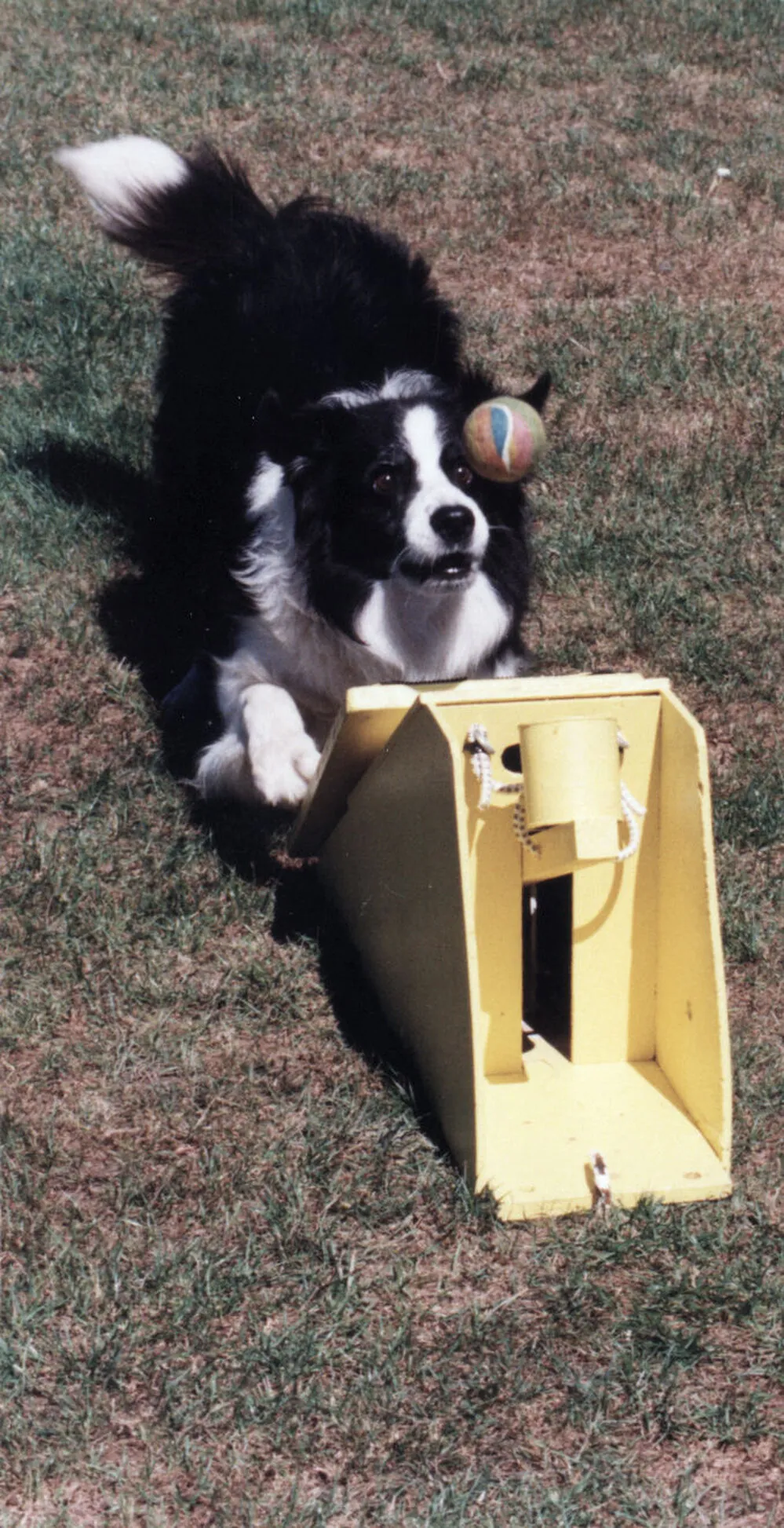 Summer Carnival 1999; Border Collie in agility display obstacle course.