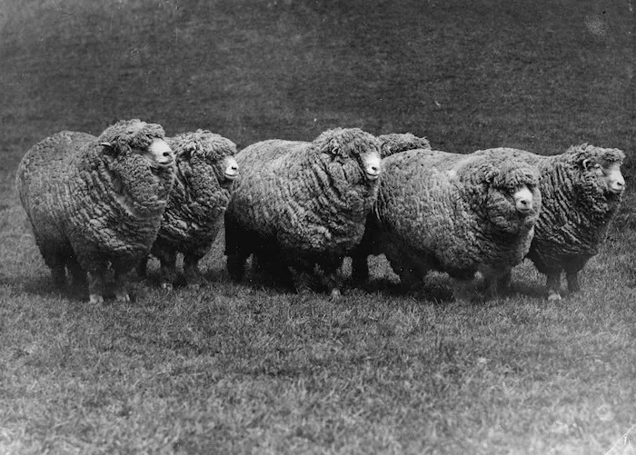 Corriedale sheep