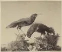 Two stuffed specimens of Huia, sacred bird [picture].