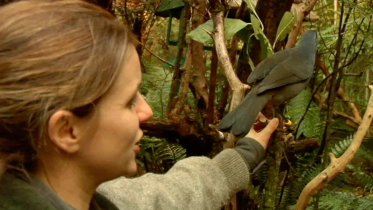 Meet the Locals: Kōkako