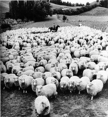 Image: Unshorn sheep at Brancepeth Station