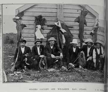 Image: SHARKS CAUGHT OFF WILLSHER BAY, OTAGO