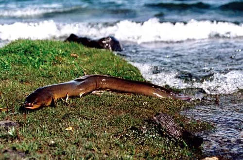Longfin eel